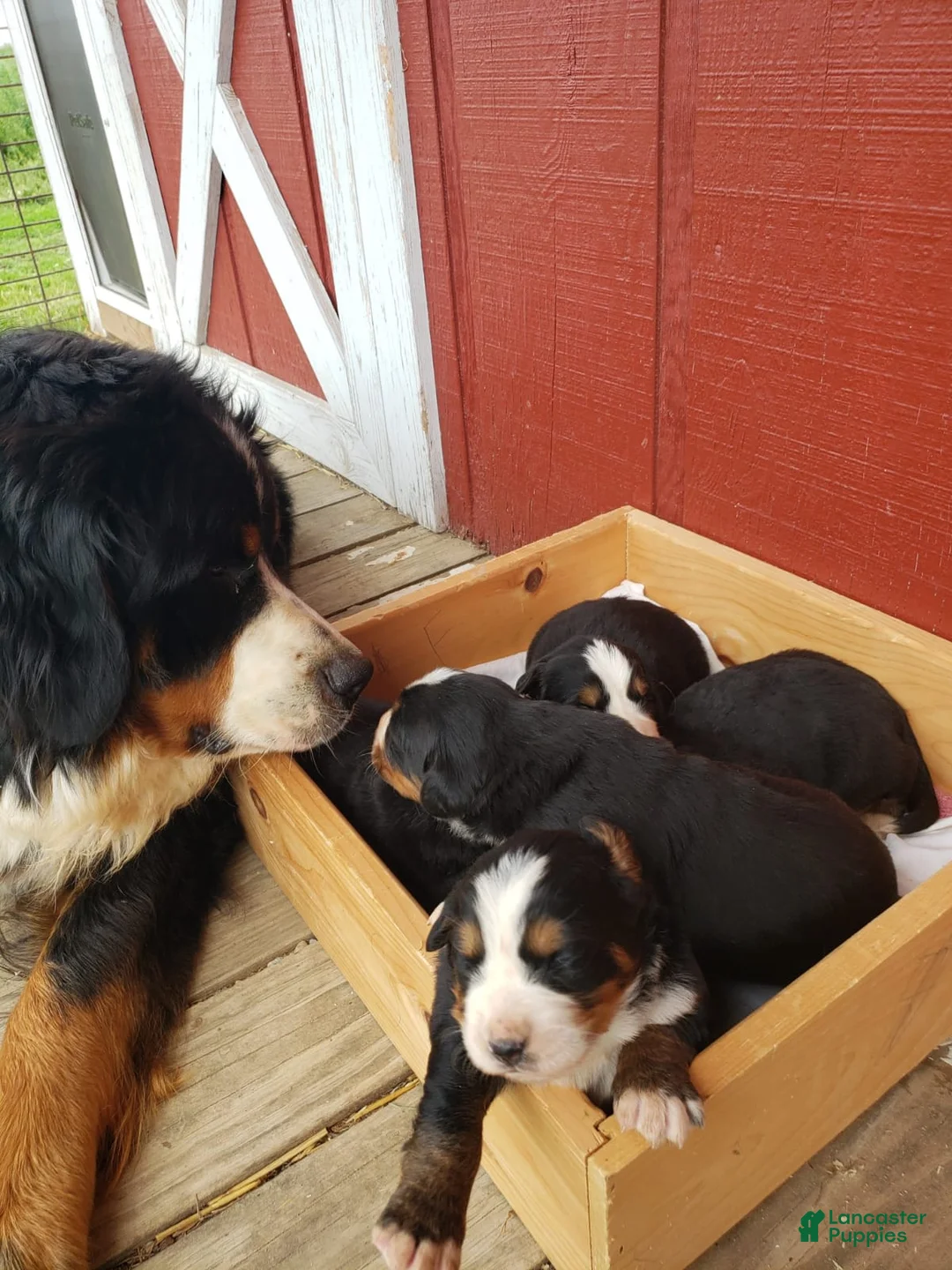 Gallery Image {{count}}