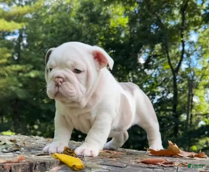 English Bulldog dogs STORMY - PLATINUM FUTURE THUNDER QUEEN IN CALIFORNIA - USA DELIVERY - Ad 9