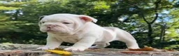 English Bulldog dogs for sale: STORMY - PLATINUM FUTURE THUNDER QUEEN IN CALIFORNIA - USA DELIVERY - Ad 1