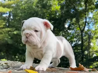 English Bulldog dogs STORMY - PLATINUM FUTURE THUNDER QUEEN IN CALIFORNIA - USA DELIVERY - Ad 23