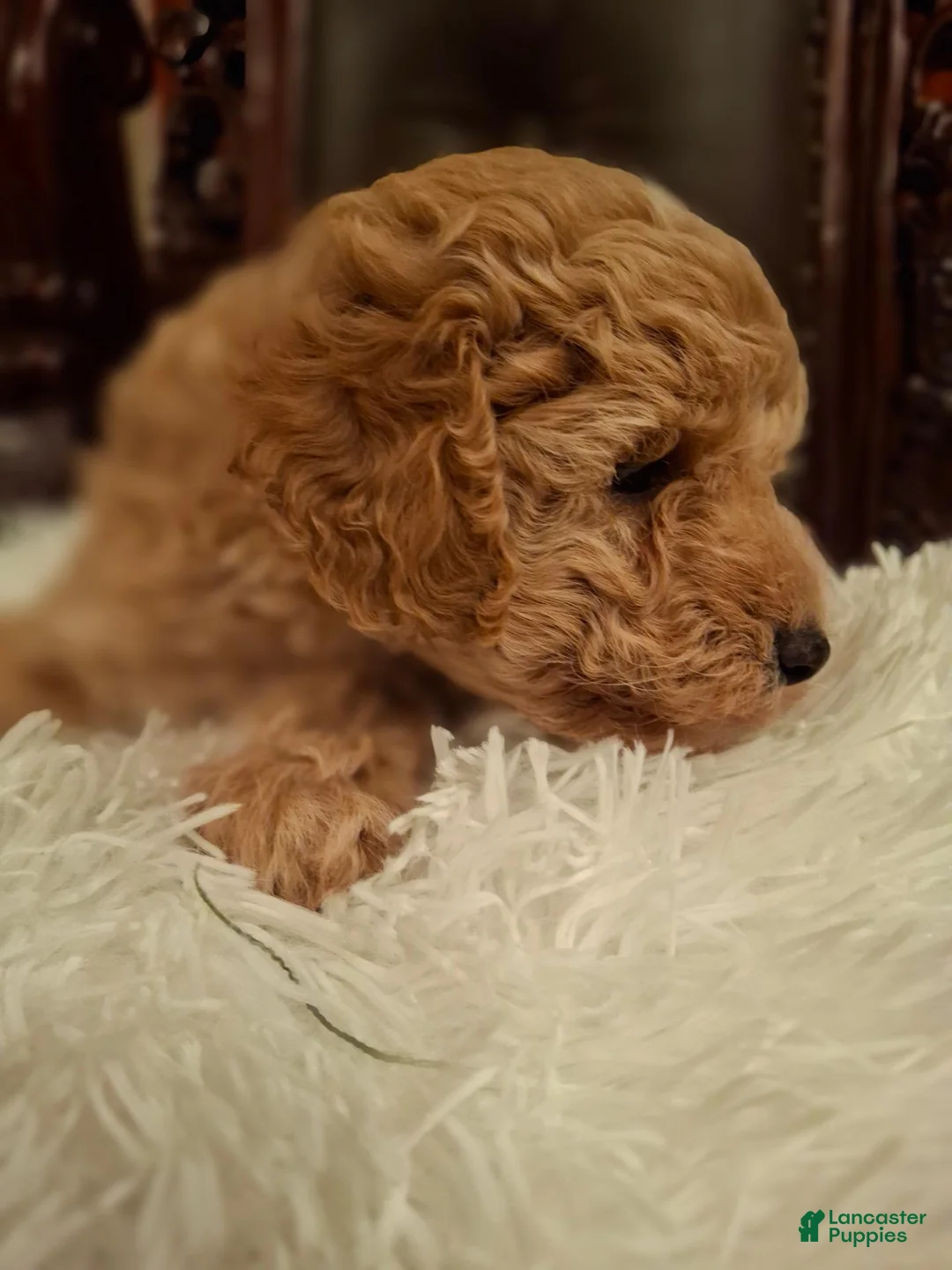 Miniature Poodle dogs for sale: Odin - Ad 2