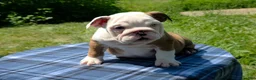 English Bulldog dogs for sale: Merle Female - Ad 12