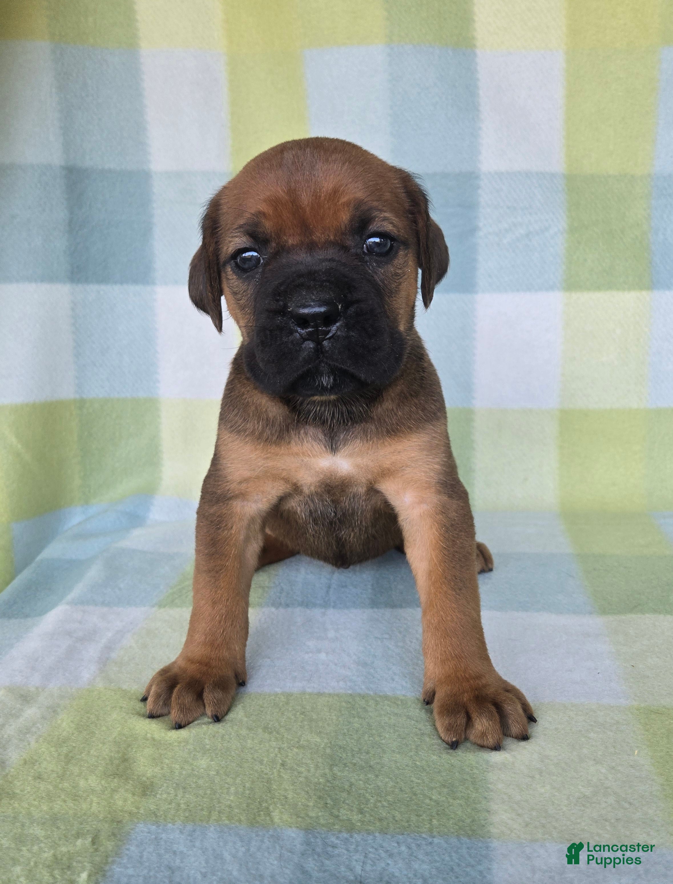 Cane Corso dogs ICCF Ruby - Ad 24