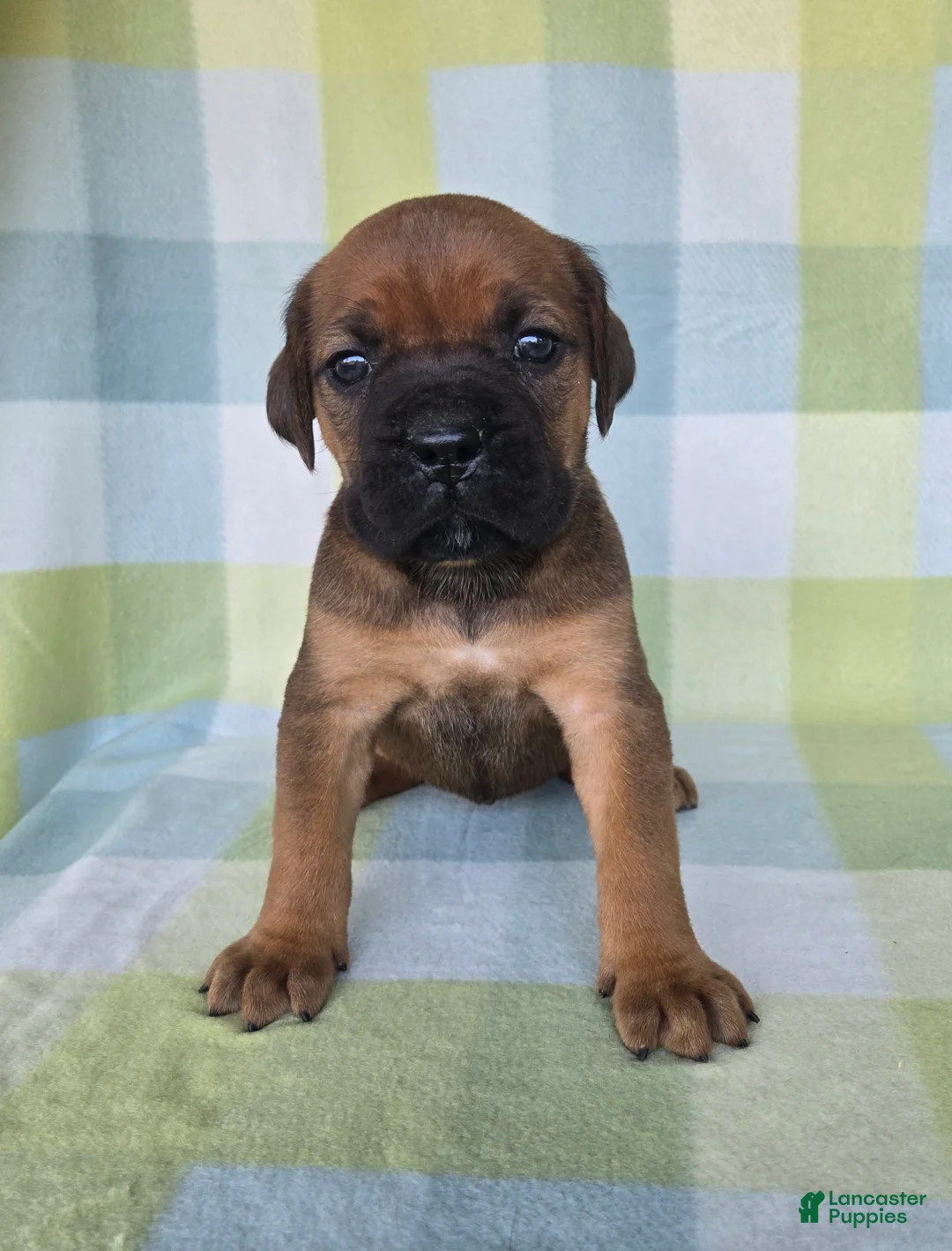 Cane Corso dogs for sale: ICCF Ruby - Ad 1