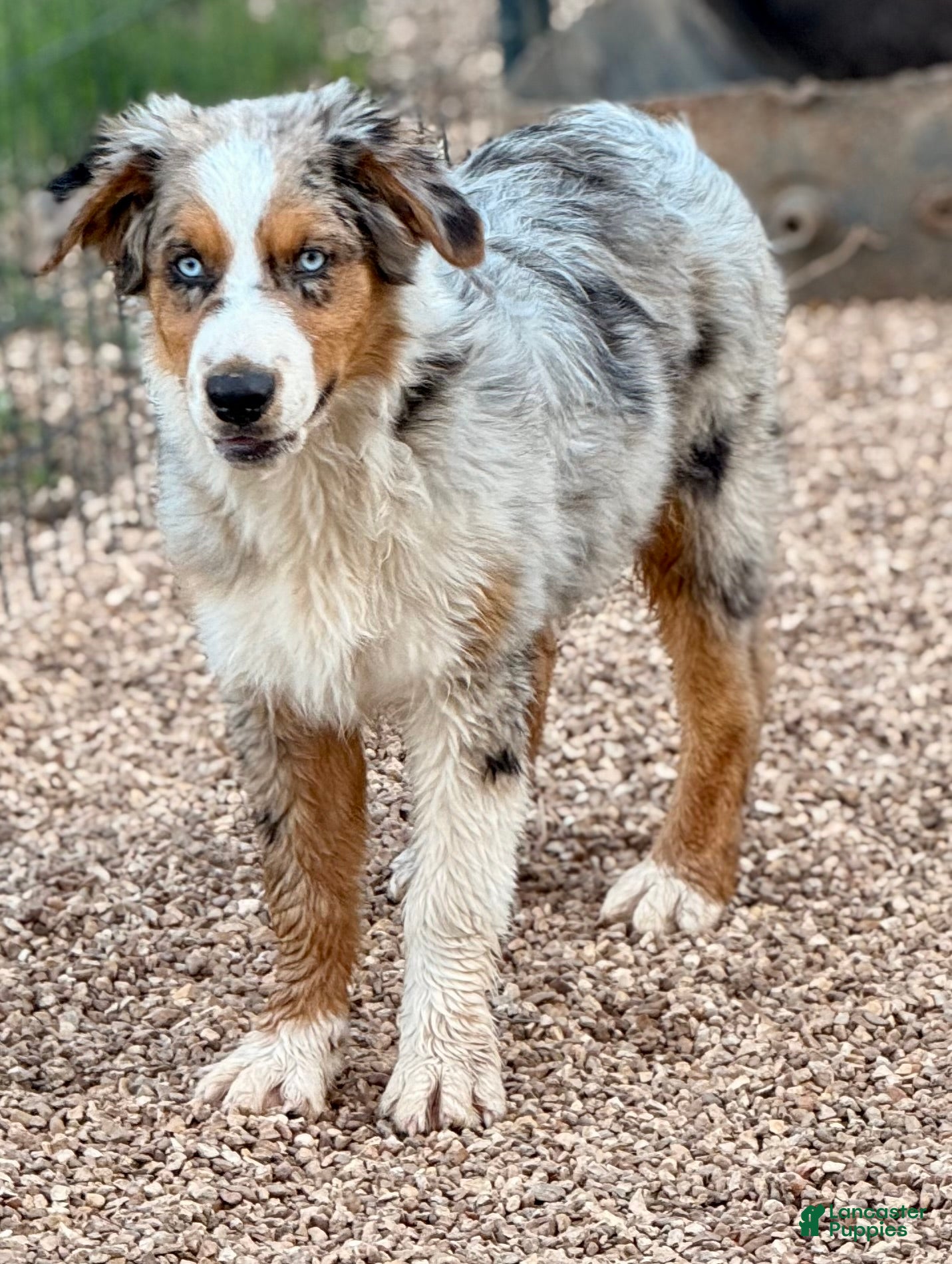 Australian Shepherd dogs Hank - Ad 3