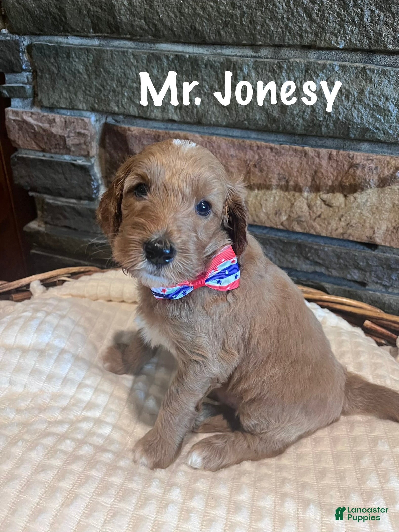 Irish Doodle dogs Orange Collar - “Jonesy” - Ad 2