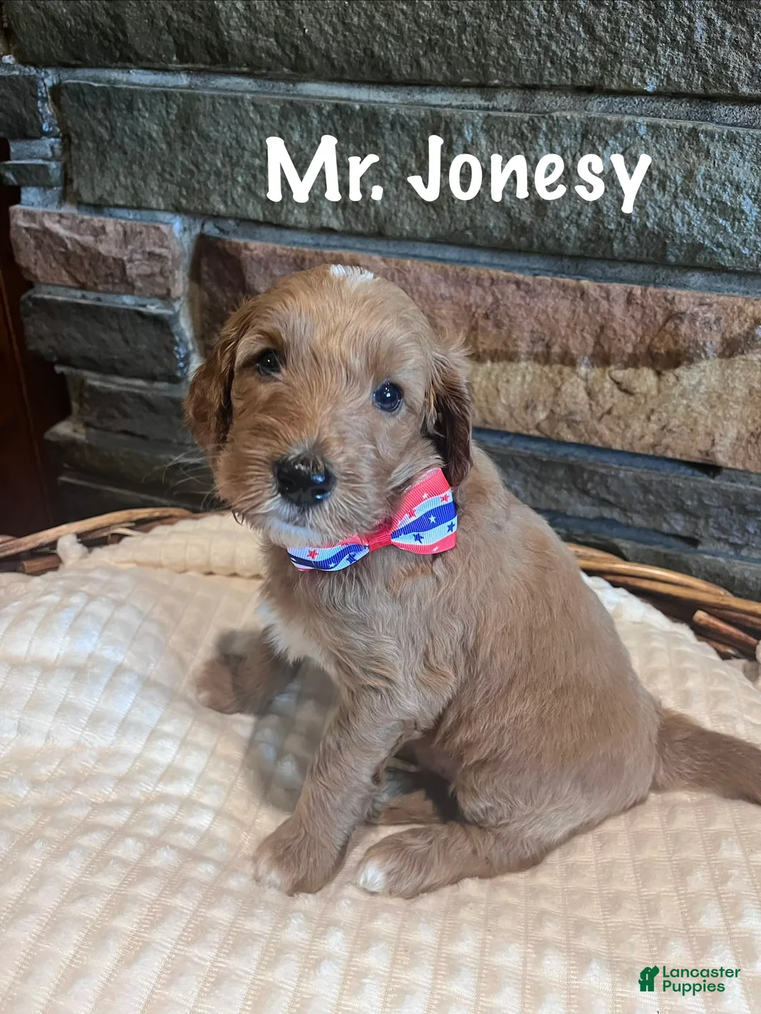 Irish Doodle dogs for sale: Orange Collar - “Jonesy” - Ad 2