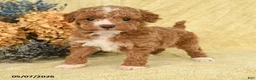 Toy Poodle dogs for sale: Vinny - Ad 1