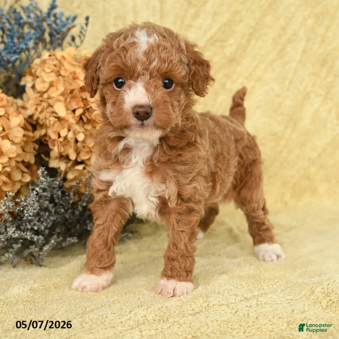 Toy Poodle dogs for sale: Vinny - Ad 1