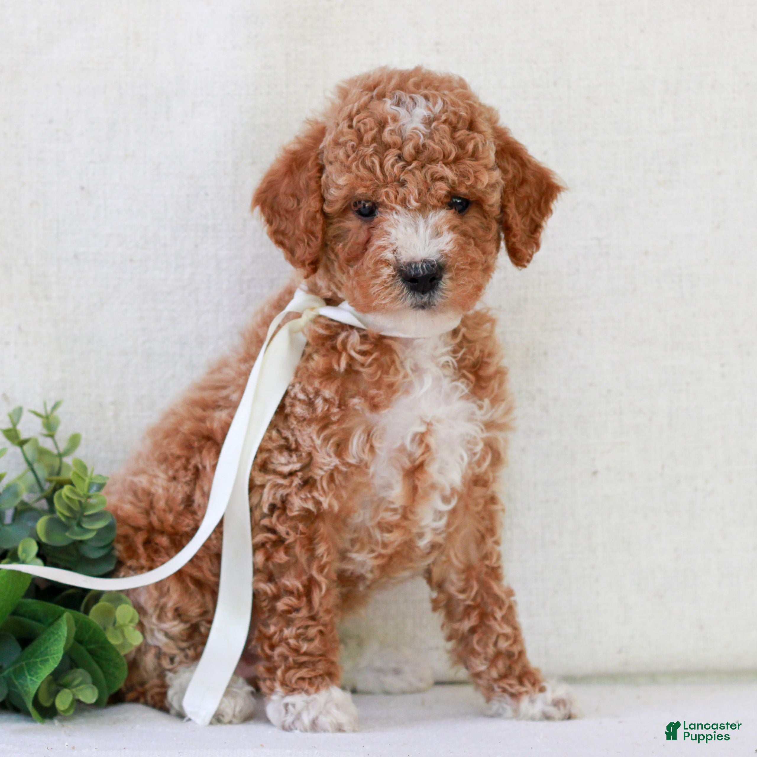 Mini Goldendoodle dogs Kimber  - Ad 2