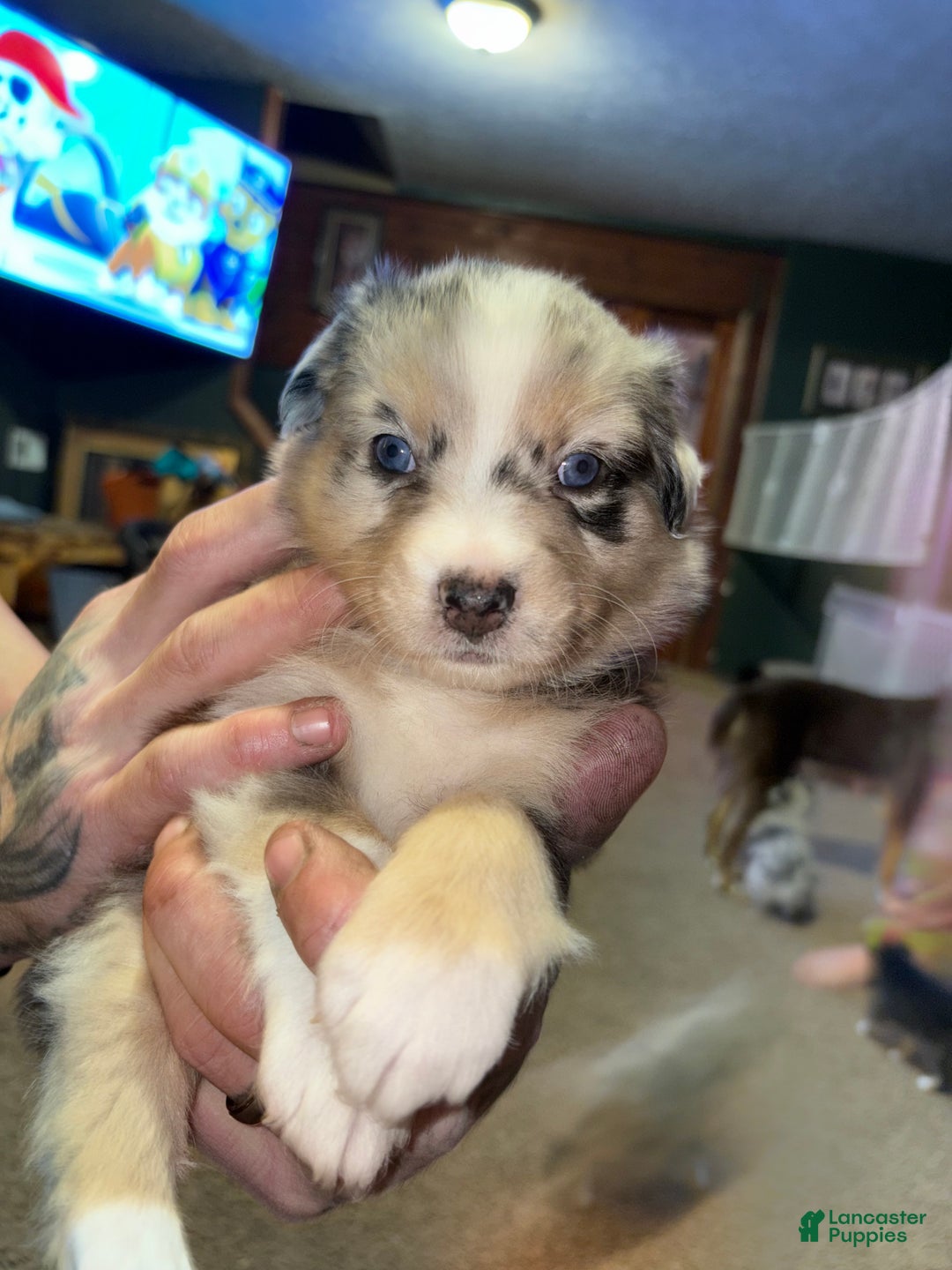 Australian Shepherd dogs for sale: Simba.  - Ad 4