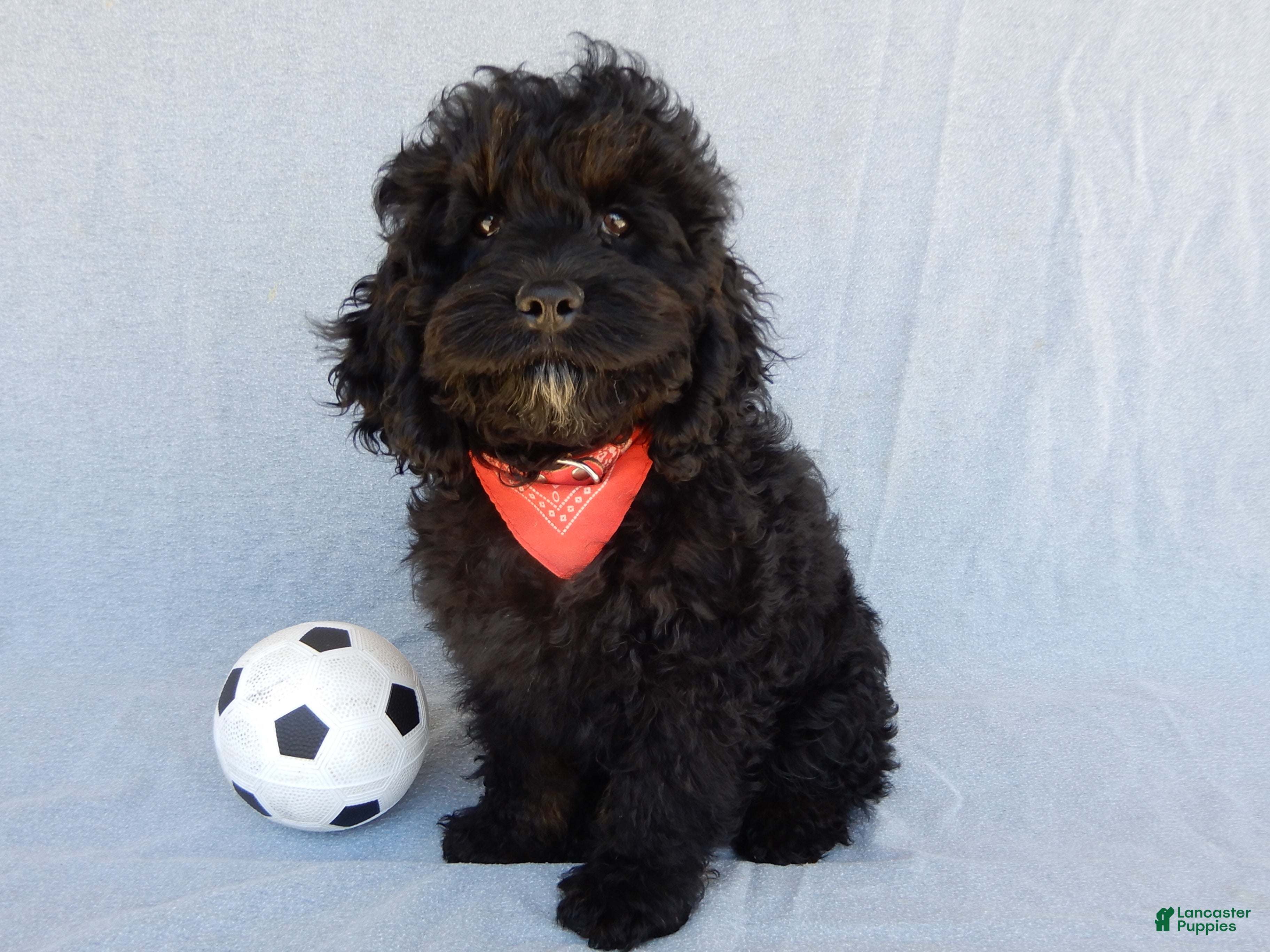 Cockapoo dogs Smokey - Ad 2