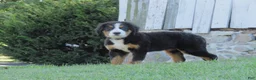 Bernese Mountain Dog dogs for sale: Joey - Ad 6