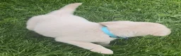 Labrador Retriever dogs for sale: Labrador Retriever Puppy 1 - Ad 6