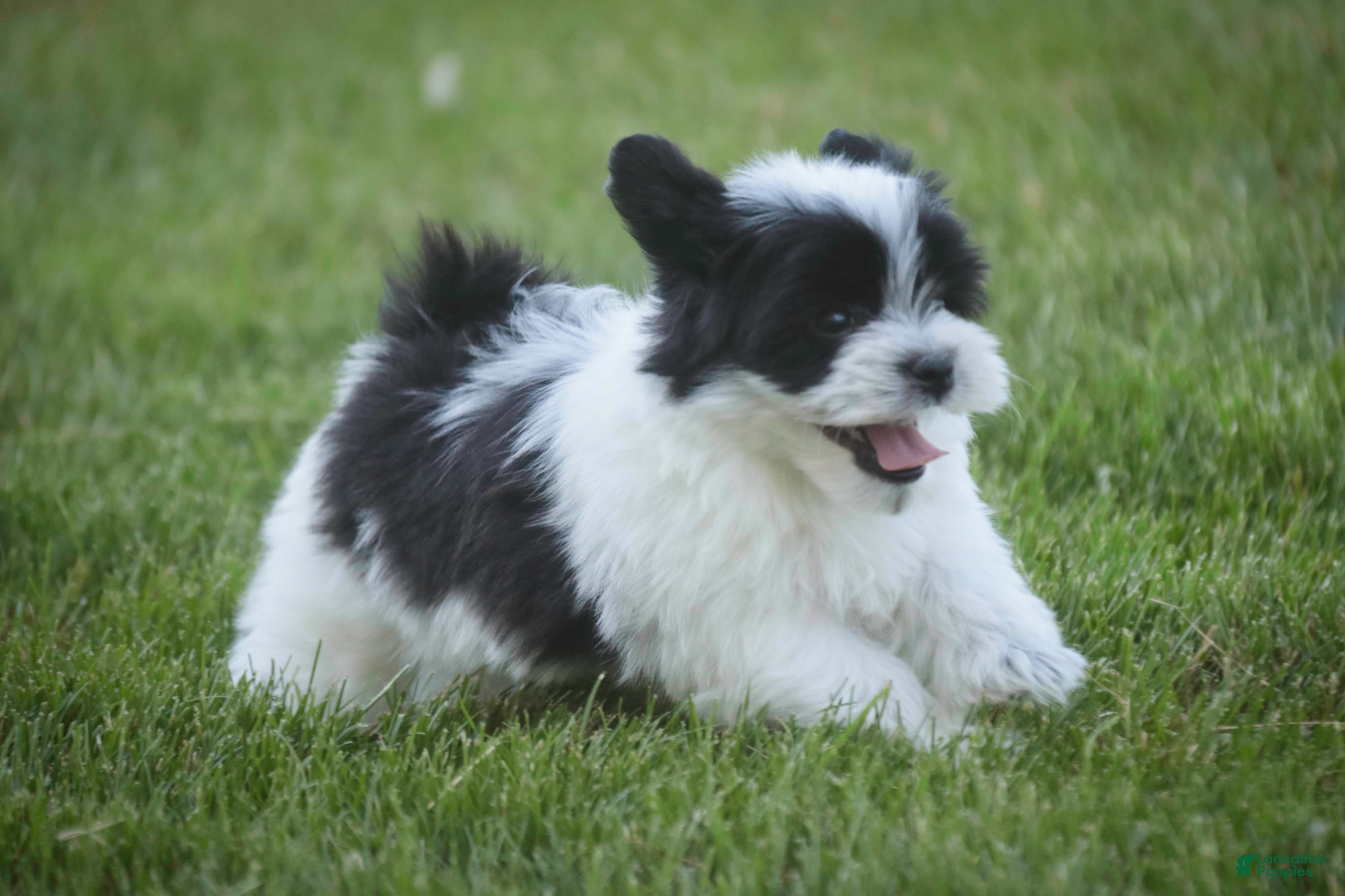 Havanese dogs Ivan Havanese Puppy  - Ad 2