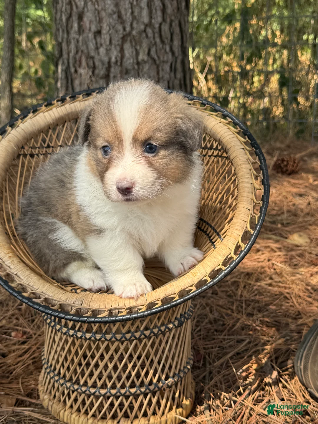 Welsh Corgi Pembroke dogs for sale: Fluffy sable - Ad 2