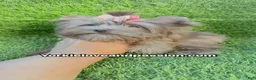 Yorkshire Terrier dogs for sale: Small black Merle female  - Ad 7