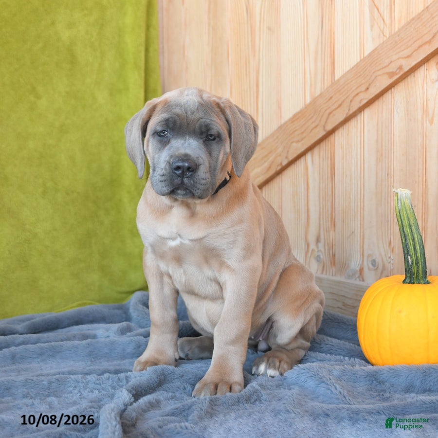 Cane Corso dogs Crystal - Ad 1