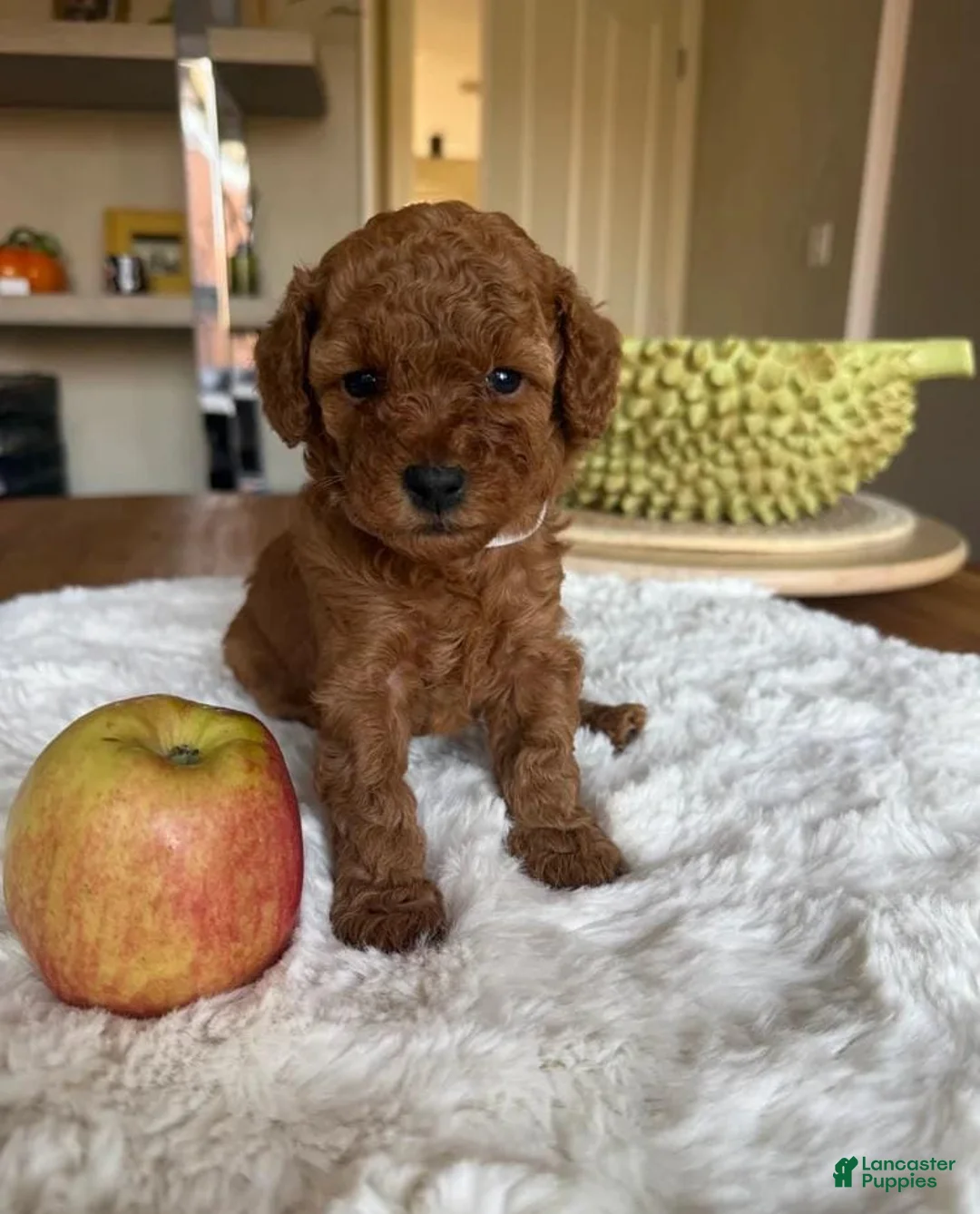 Toy Poodle dogs for sale: Daisy  - Ad 1