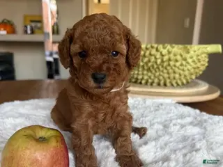 Toy Poodle dogs for sale: Daisy - Ad 4