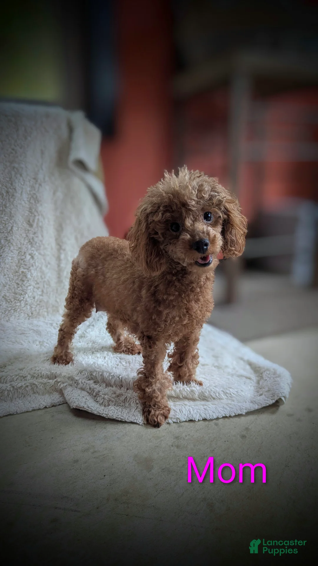 Yorkiepoo dogs for sale: Theo - Ad 10