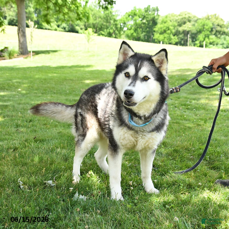 Siberian Husky dogs Dusty - Ad 2