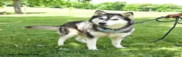 Siberian Husky dogs for sale: Dusty - Ad 2