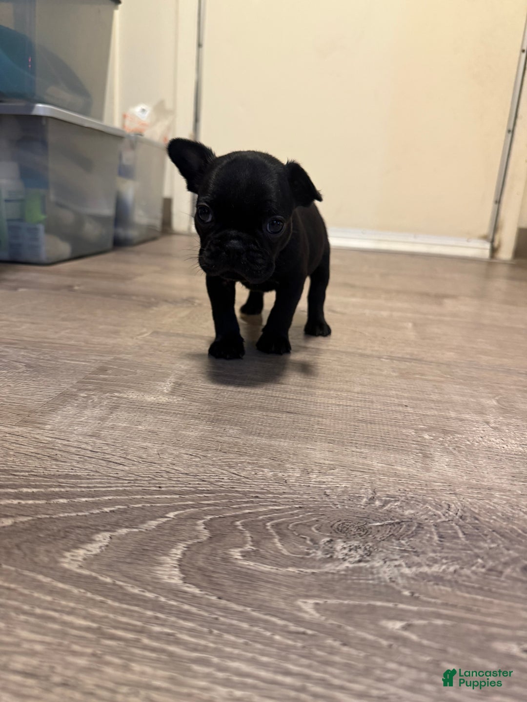 French Bulldog dogs for sale: French Bulldog Puppy 5 - Ad 1