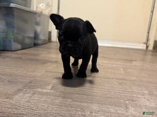 French Bulldog dogs French Bulldog Puppy 5 - Ad 33