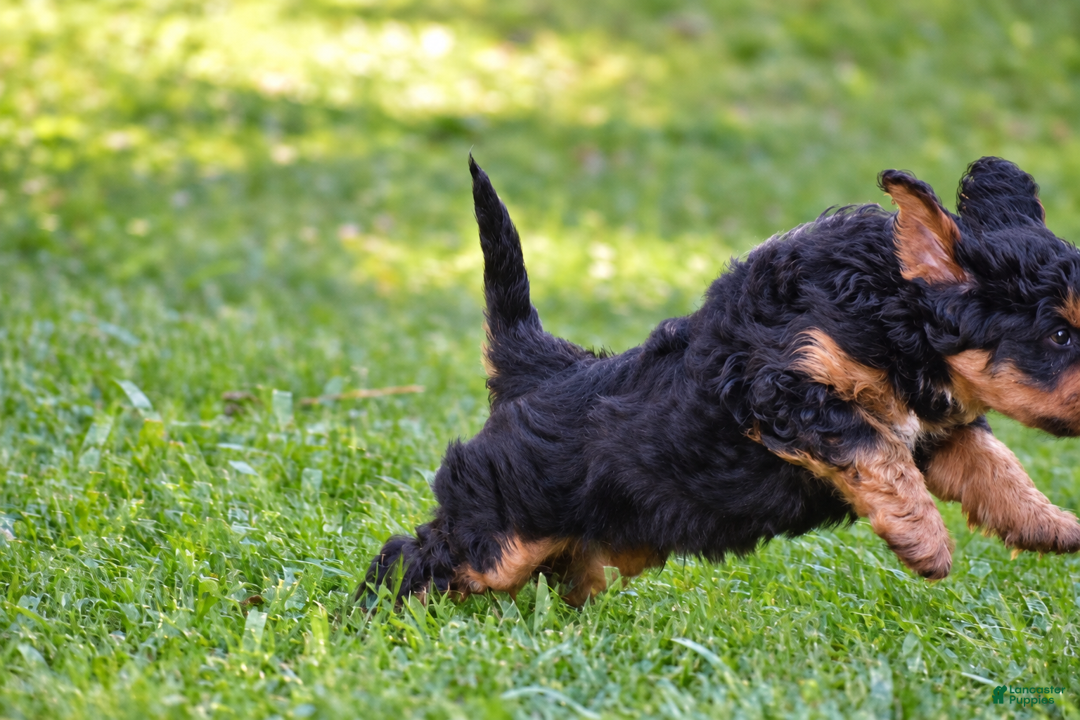 Mixed Breed dogs for sale: Samson - Mini Bernedoodle - Ad 2