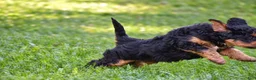 Mixed Breed dogs for sale: Samson - Mini Bernedoodle - Ad 2