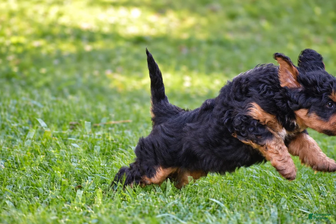 Mixed Breed dogs for sale: Samson - Mini Bernedoodle - Ad 2