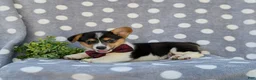 Welsh Corgi Pembroke dogs for sale: Blaze - Ad 5