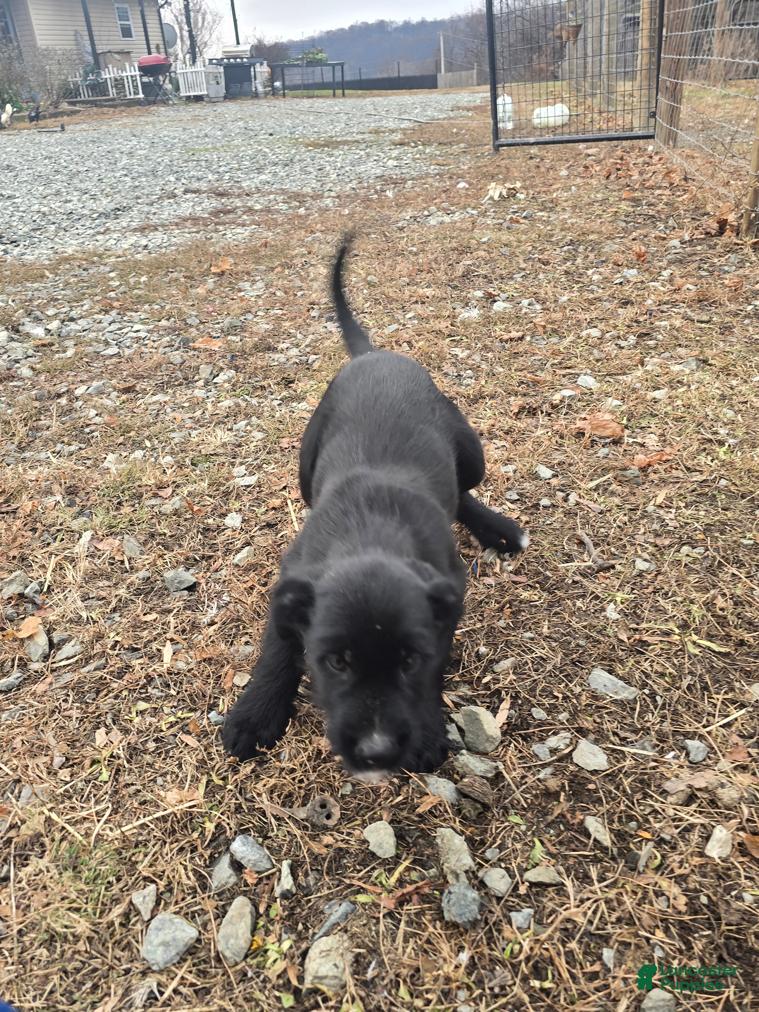 Mixed Breed dogs Male 2 - Ad 11