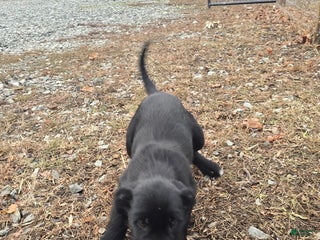 Mixed Breed dogs Male 2 - Ad 8