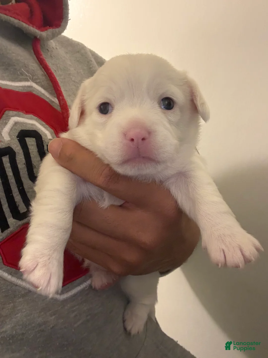 Mixed Breed dogs for sale: Winter - Ad 2