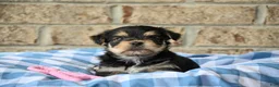 Morkie dogs for sale: Linda - Ad 3