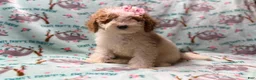 Miniature Poodle dogs for sale: Taffy - Ad 9