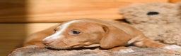 Dachshund dogs for sale: Autumn - Ad 2