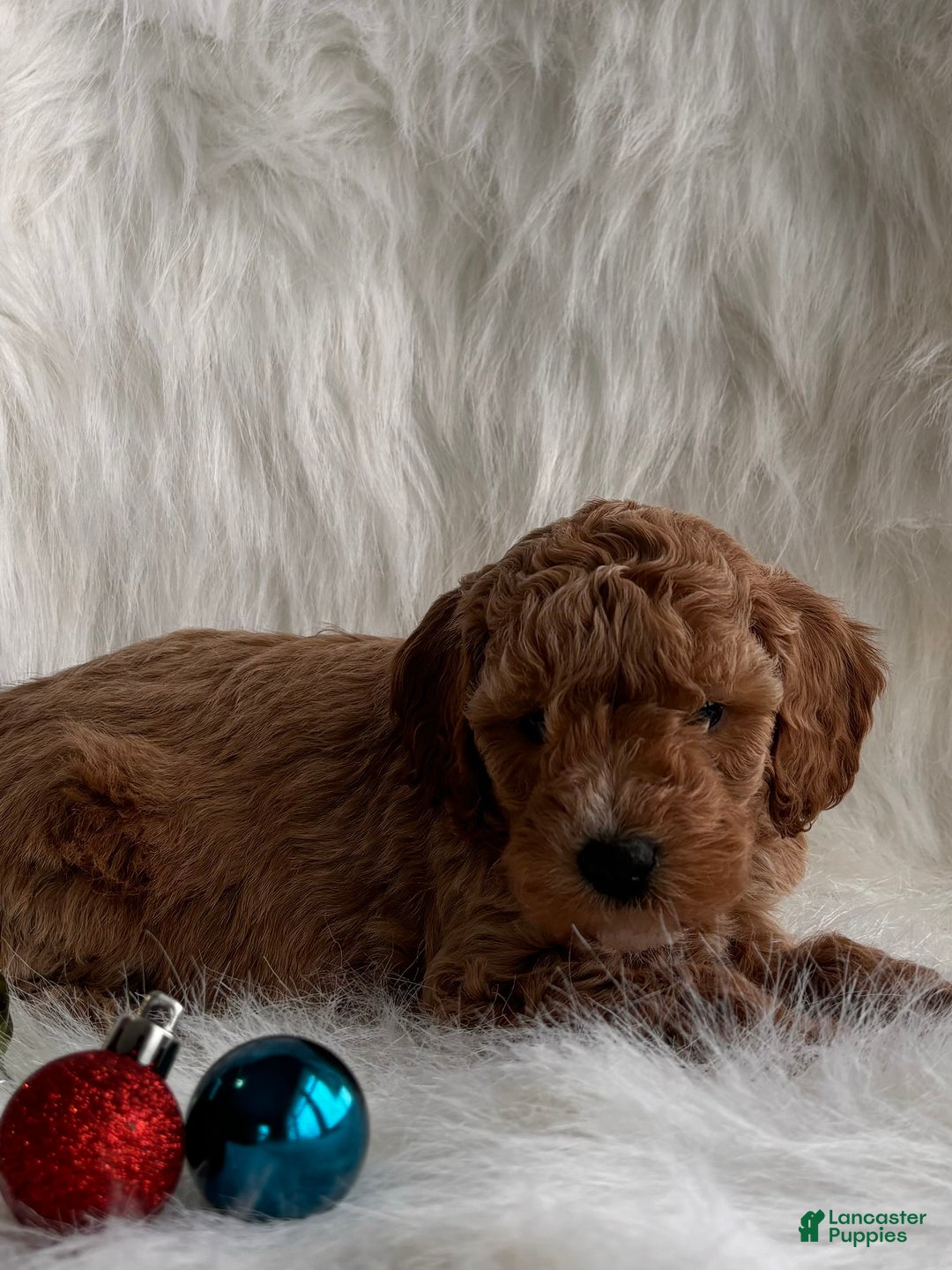 Mixed Breed dogs for sale: Mini Merry  - Ad 2