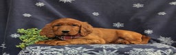 Irish Setter dogs for sale: Diesel - Ad 5