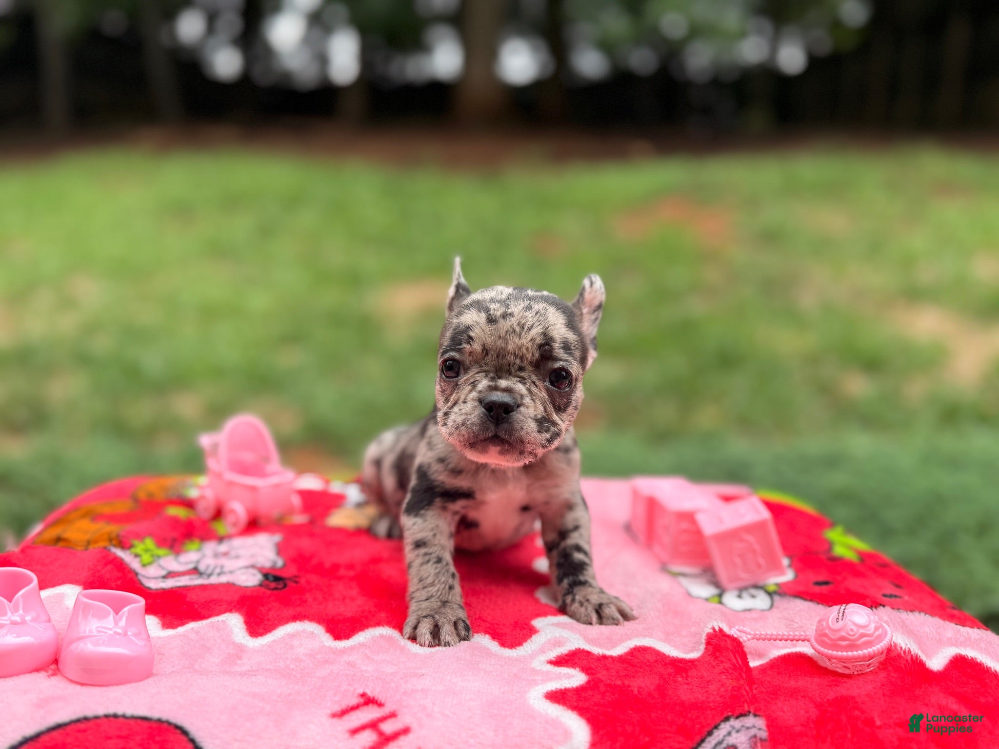 French Bulldog dogs French Bulldog 1 - Ad 5