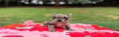 French Bulldog 1