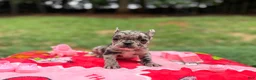 French Bulldog dogs for sale: French Bulldog 1 - Ad 1
