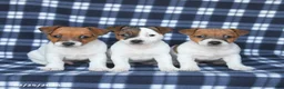 Jack Russell Terrier dogs for sale: Mike - Ad 5