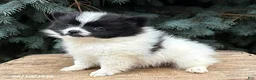 Pomeranian dogs for sale: Fiona - Ad 3
