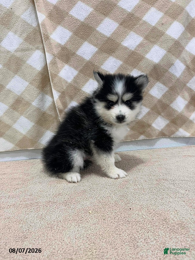 Pomsky dogs Pogo - Ad 1