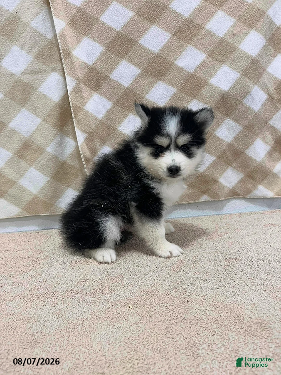 Pomsky dogs for sale: Pogo - Ad 1