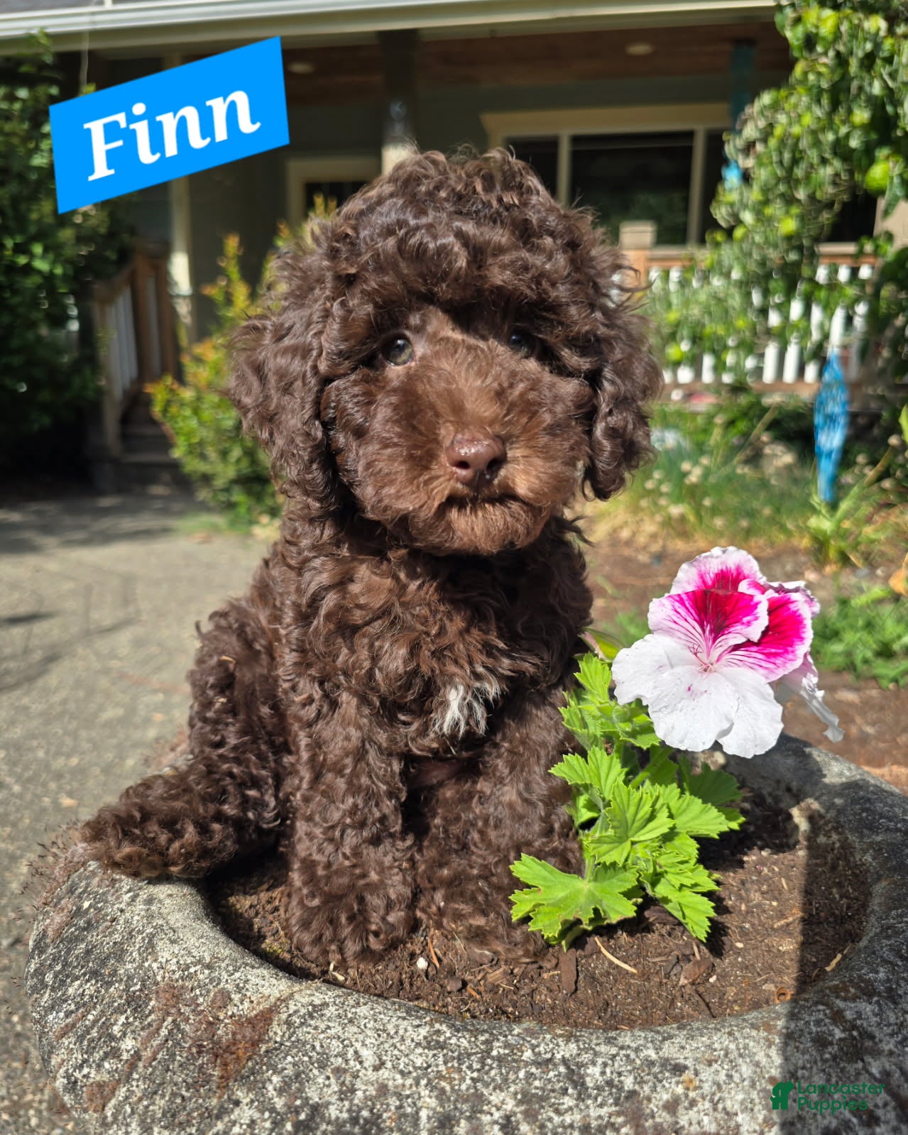 Australian Labradoodle dogs Finn - Ad 38