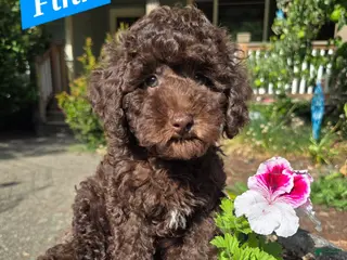 Australian Labradoodle dogs Finn - Ad 38